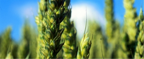 Le plan protéine des blés tendres français