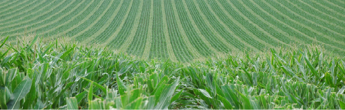 Champ de maïs semences Groupe Comptoir Agricole