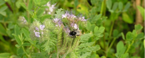 Jachère fleurie avec abeille - La biodiversité vue par Gustave Muller
